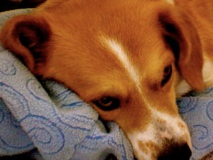 Rosie the running dog at rest