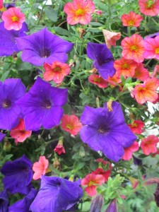 Purple petunias, in need of deadheading.