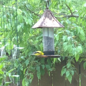 Goldfinch!